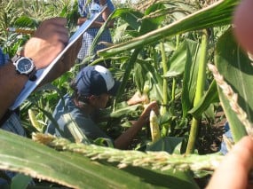 Evalaution of sweet corn at Organic Farming Works.