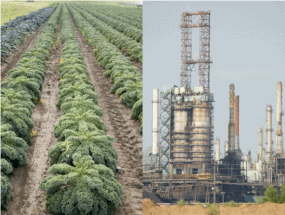 Image of Gardens of Eagan kale field juxtaposed with the Koch owned Flint Hills oil refinery.